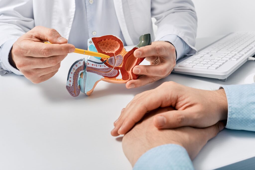 médico mostrando sistema urinario en hombres